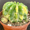 Aurea Variegata cactus care Echinopsis Eyriesii Aurea Variegata plant Golden barrel cactus Variegated cactus Echinopsis Aurea Variegata propagation Rare cactus plants Indoor cactus care Echinopsis Eyriesii Aurea Variegata for sale Echinopsis Eyriesii Aurea Variegata Aurea Variegata Kakteen Echinopsis Aurea Variegata Pflege Echinopsis Eyriesii Aurea Variegata Pflanze Goldkugelkaktus Buntkaktus Echinopsis Aurea Variegata Vermehrung Seltene Kaktus-Pflanzen Zimmerkaktus Pflege TOMs FLOWer CLUB