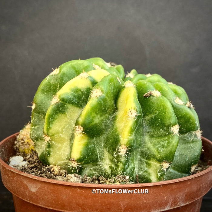 Aurea Variegata cactus care Echinopsis Eyriesii Aurea Variegata plant Golden barrel cactus Variegated cactus Echinopsis Aurea Variegata propagation Rare cactus plants Indoor cactus care Echinopsis Eyriesii Aurea Variegata for sale Echinopsis Eyriesii Aurea Variegata Aurea Variegata Kakteen Echinopsis Aurea Variegata Pflege Echinopsis Eyriesii Aurea Variegata Pflanze Goldkugelkaktus Buntkaktus Echinopsis Aurea Variegata Vermehrung Seltene Kaktus-Pflanzen Zimmerkaktus Pflege TOMs FLOWer CLUB