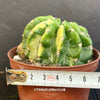 Aurea Variegata cactus care Echinopsis Eyriesii Aurea Variegata plant Golden barrel cactus Variegated cactus Echinopsis Aurea Variegata propagation Rare cactus plants Indoor cactus care Echinopsis Eyriesii Aurea Variegata for sale Echinopsis Eyriesii Aurea Variegata Aurea Variegata Kakteen Echinopsis Aurea Variegata Pflege Echinopsis Eyriesii Aurea Variegata Pflanze Goldkugelkaktus Buntkaktus Echinopsis Aurea Variegata Vermehrung Seltene Kaktus-Pflanzen Zimmerkaktus Pflege TOMs FLOWer CLUB