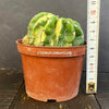 Aurea Variegata cactus care Echinopsis Eyriesii Aurea Variegata plant Golden barrel cactus Variegated cactus Echinopsis Aurea Variegata propagation Rare cactus plants Indoor cactus care Echinopsis Eyriesii Aurea Variegata for sale Echinopsis Eyriesii Aurea Variegata Aurea Variegata Kakteen Echinopsis Aurea Variegata Pflege Echinopsis Eyriesii Aurea Variegata Pflanze Goldkugelkaktus Buntkaktus Echinopsis Aurea Variegata Vermehrung Seltene Kaktus-Pflanzen Zimmerkaktus Pflege TOMs FLOWer CLUB