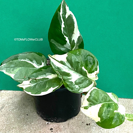 Scindapsus, Epipremnum, Pinnatum, orgnically grown plants for sale at TOMs FLOWer CLUB. 