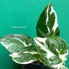 Scindapsus, Epipremnum, Pinnatum, orgnically grown plants for sale at TOMs FLOWer CLUB. 