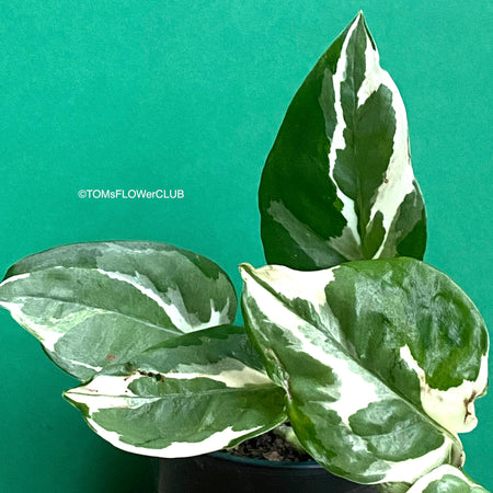 Scindapsus, Epipremnum, Pinnatum, orgnically grown plants for sale at TOMs FLOWer CLUB. 