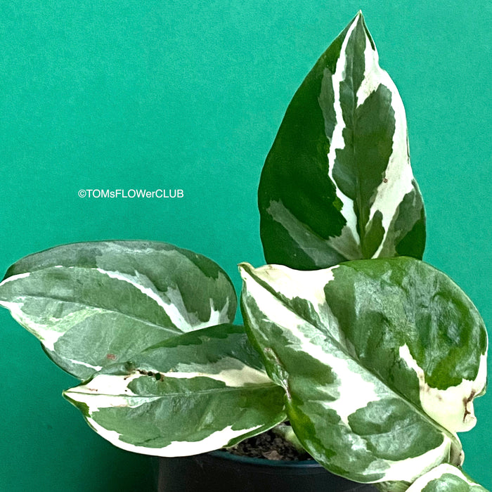 Scindapsus, Epipremnum, Pinnatum, orgnically grown plants for sale at TOMs FLOWer CLUB. 