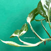 Scindapsus, Epipremnum, Pinnatum, orgnically grown plants for sale at TOMs FLOWer CLUB. 
