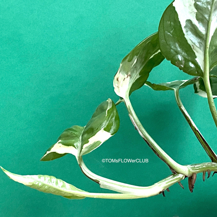 Scindapsus, Epipremnum, Pinnatum, orgnically grown plants for sale at TOMs FLOWer CLUB. 