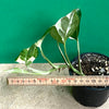 Scindapsus, Epipremnum, Pinnatum, orgnically grown plants for sale at TOMs FLOWer CLUB. 