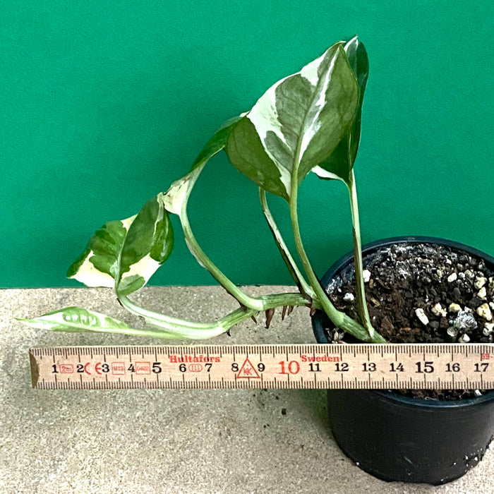 Scindapsus, Epipremnum, Pinnatum, orgnically grown plants for sale at TOMs FLOWer CLUB. 