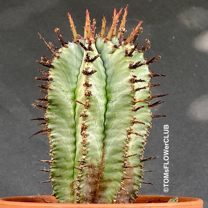 Euphorbia Horrida, organically grown succulent plants for sale at TOMs FLOWer CLUB.