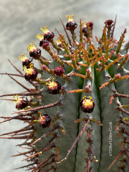 Euphorbia Horrida, organically grown succulent plants for sale at TOMs FLOWer CLUB.