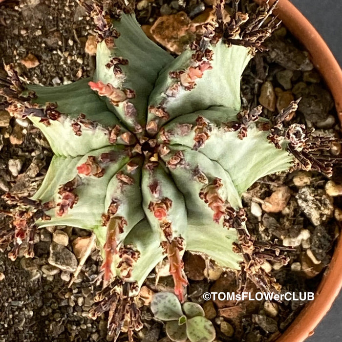 Euphorbia Horrida, organically grown succulent plants for sale at TOMs FLOWer CLUB.