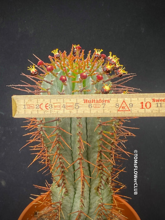 Euphorbia horrida African Milk Barrel Spurge Succulent Succulent Plant Euphorbiaceae Family Thorny Succulent Cactus-like Euphorbia Drought-tolerant Plant Euphorbia horrida Description Euphorbia horrida Care Afrikanischer Milchfass-Kaktus Wolfsmilch-Sukkulente Sukkulente Pflanze Wolfsmilchgewächse Dornige Sukkulente Kaktusähnliche Euphorbia Trockenheitsverträgliche Pflanze Euphorbia horrida Beschreibung Euphorbia horrida Pflege TOMs FLOWer CLUB