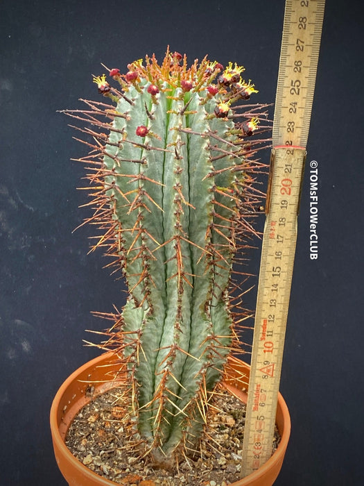 Euphorbia horrida African Milk Barrel Spurge Succulent Succulent Plant Euphorbiaceae Family Thorny Succulent Cactus-like Euphorbia Drought-tolerant Plant Euphorbia horrida Description Euphorbia horrida Care Afrikanischer Milchfass-Kaktus Wolfsmilch-Sukkulente Sukkulente Pflanze Wolfsmilchgewächse Dornige Sukkulente Kaktusähnliche Euphorbia Trockenheitsverträgliche Pflanze Euphorbia horrida Beschreibung Euphorbia horrida Pflege TOMs FLOWer CLUB