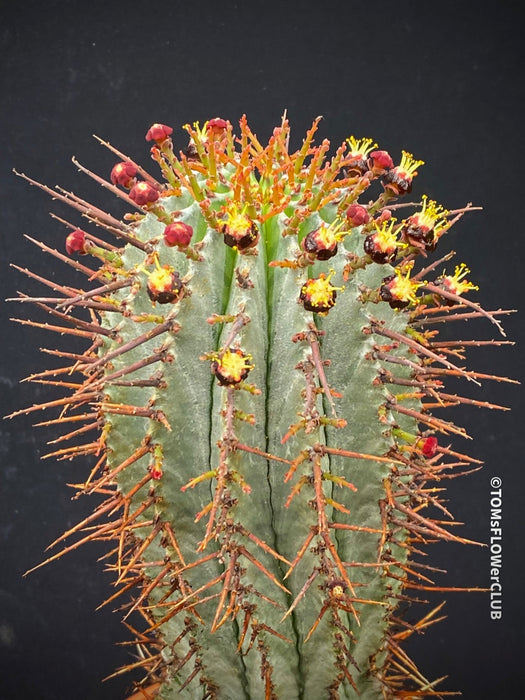 Euphorbia horrida African Milk Barrel Spurge Succulent Succulent Plant Euphorbiaceae Family Thorny Succulent Cactus-like Euphorbia Drought-tolerant Plant Euphorbia horrida Description Euphorbia horrida Care Afrikanischer Milchfass-Kaktus Wolfsmilch-Sukkulente Sukkulente Pflanze Wolfsmilchgewächse Dornige Sukkulente Kaktusähnliche Euphorbia Trockenheitsverträgliche Pflanze Euphorbia horrida Beschreibung Euphorbia horrida Pflege TOMs FLOWer CLUB