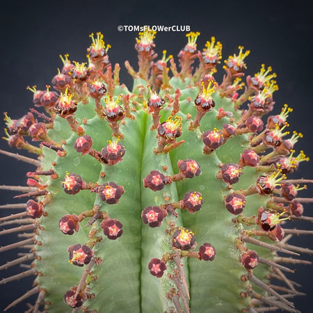Euphorbia horrida African Milk Barrel Spurge Succulent Succulent Plant Euphorbiaceae Family Thorny Succulent Cactus-like Euphorbia Drought-tolerant Plant Euphorbia horrida Description Euphorbia horrida Care Afrikanischer Milchfass-Kaktus Wolfsmilch-Sukkulente Sukkulente Pflanze Wolfsmilchgewächse Dornige Sukkulente Kaktusähnliche Euphorbia Trockenheitsverträgliche Pflanze Euphorbia horrida Beschreibung Euphorbia horrida Pflege TOMs FLOWer CLUB