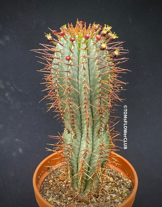 Euphorbia horrida African Milk Barrel Spurge Succulent Succulent Plant Euphorbiaceae Family Thorny Succulent Cactus-like Euphorbia Drought-tolerant Plant Euphorbia horrida Description Euphorbia horrida Care Afrikanischer Milchfass-Kaktus Wolfsmilch-Sukkulente Sukkulente Pflanze Wolfsmilchgewächse Dornige Sukkulente Kaktusähnliche Euphorbia Trockenheitsverträgliche Pflanze Euphorbia horrida Beschreibung Euphorbia horrida Pflege TOMs FLOWer CLUB