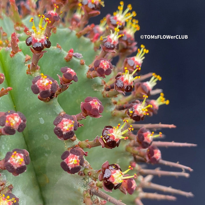 Euphorbia horrida African Milk Barrel Spurge Succulent Succulent Plant Euphorbiaceae Family Thorny Succulent Cactus-like Euphorbia Drought-tolerant Plant Euphorbia horrida Description Euphorbia horrida Care Afrikanischer Milchfass-Kaktus Wolfsmilch-Sukkulente Sukkulente Pflanze Wolfsmilchgewächse Dornige Sukkulente Kaktusähnliche Euphorbia Trockenheitsverträgliche Pflanze Euphorbia horrida Beschreibung Euphorbia horrida Pflege TOMs FLOWer CLUB