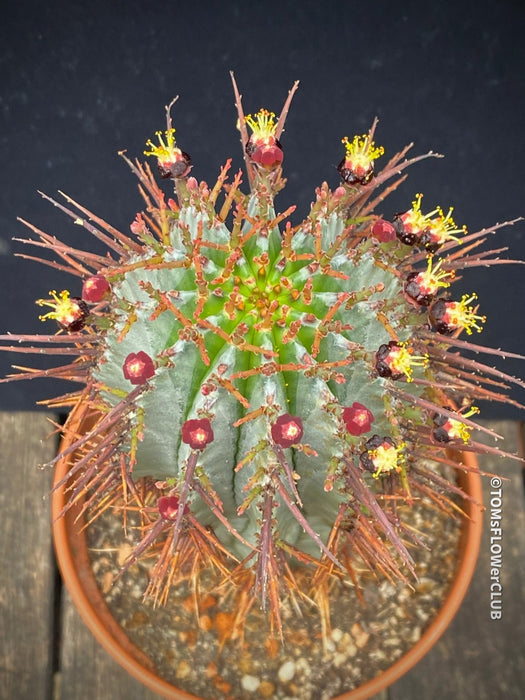 Euphorbia horrida African Milk Barrel Spurge Succulent Succulent Plant Euphorbiaceae Family Thorny Succulent Cactus-like Euphorbia Drought-tolerant Plant Euphorbia horrida Description Euphorbia horrida Care Afrikanischer Milchfass-Kaktus Wolfsmilch-Sukkulente Sukkulente Pflanze Wolfsmilchgewächse Dornige Sukkulente Kaktusähnliche Euphorbia Trockenheitsverträgliche Pflanze Euphorbia horrida Beschreibung Euphorbia horrida Pflege TOMs FLOWer CLUB