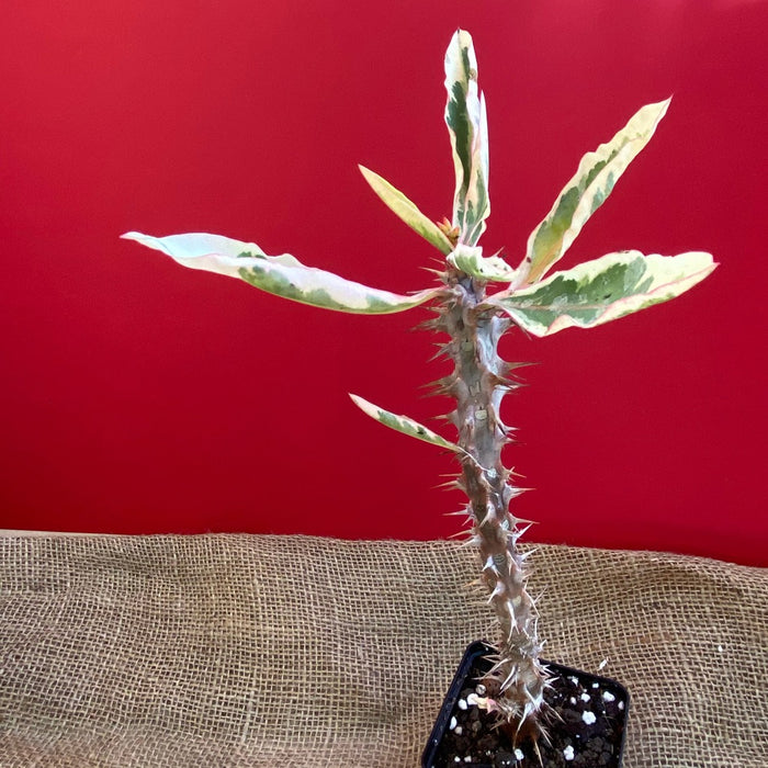 Euphorbia milii variegata, Crown of Thorns, organically grown succulent plants for sale at TOMs FLOWer CLUB.