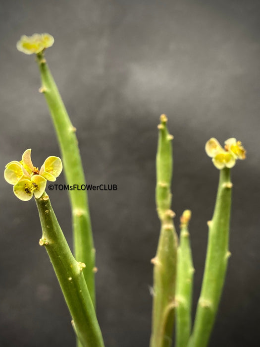 Glowing Spurge Sukkulente kaufen Euphorbia phosphorea pflegeleicht Euphorbia phosphorea online kaufen Euphorbia phosphorea sukkulenten Euphorbia phosphorea sukkulenten online Euphorbia phosphorea bestellen Euphorbia phosphorea kaufen Deutschland Euphorbia phosphorea Pflegetipps Sukkulenten online shop Exotische Sukkulenten Euphorbia phosphorea Sammlerstück Sukkulente Pflanzen kaufen Euphorbia phosphorea indoor Euphorbia phosphorea kaufen Schweiz Sukkulente Sukkulenten Liebhaber TOMS FLOWer CLUB