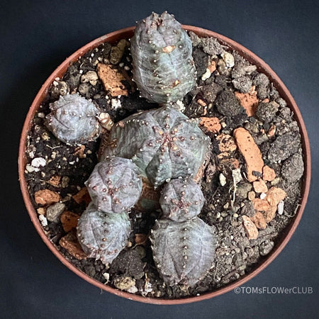 Euphorbia Pseudoglobosa, organically grown succulent plants for sale at TOMs FLOWer CLUB.