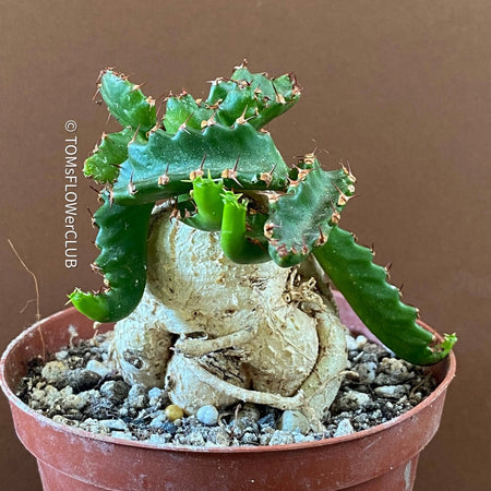 Euphorbia Stellata, organically grown succulent plants for sale at TOMs FLOWer CLUB.