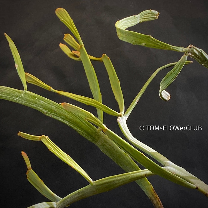 Euphorbia Xylophylloides, organically grown Madagaskar succulent plants for sale at TOMs FLOWer CLUB.