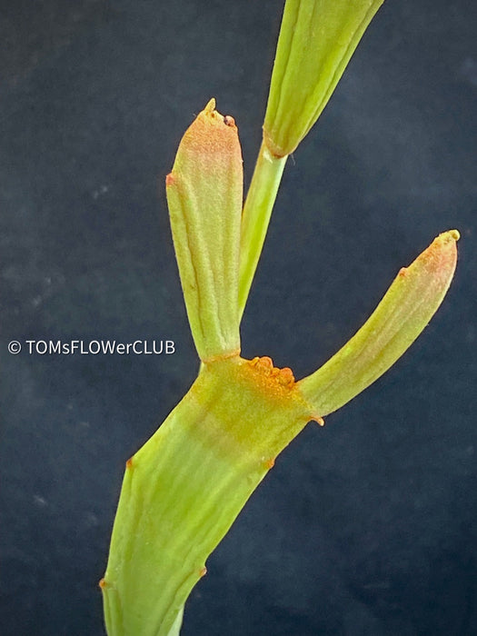 Euphorbia Xylophylloides, organically grown Madagaskar succulent plants for sale at TOMs FLOWer CLUB.