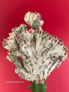 Euphorbia lactea alba cristata / White Ghost grafted, organically grown succulent plants for sale at TOMs FLOWer CLUB.