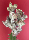 Euphorbia lactea alba cristata / White Ghost grafted, organically grown succulent plants for sale at TOMsFLOWer CLUB.