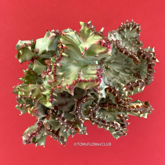 Euphorbia lactea alba cristata / White Ghost grafted, organically grown succulent plants for sale at TOMs FLOWer CLUB.