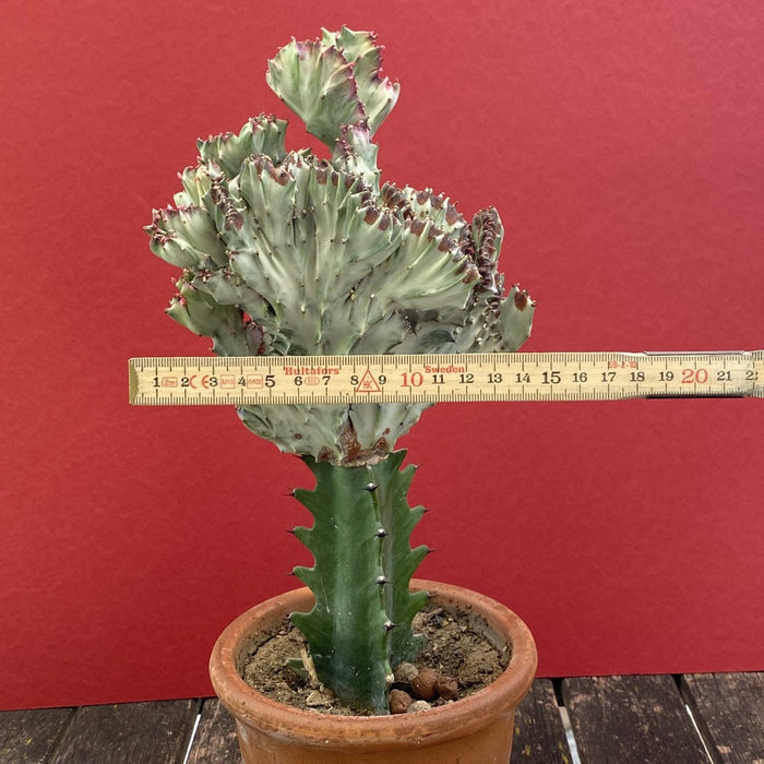 Euphorbia lactea alba cristata / White Ghost grafted, organically grown succulent plants for sale at TOMs FLOWer CLUB.