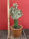 Euphorbia lactea alba cristata / White Ghost grafted, organically grown succulent plants for sale at TOMs FLOWer CLUB.