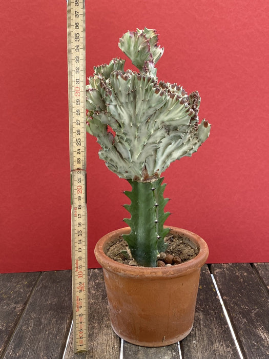 Euphorbia lactea alba cristata / White Ghost grafted, organically grown succulent plants for sale at TOMs FLOWer CLUB.