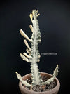 Euphorbia lactea alba, white- grey ghost, organically grown succulent plants for sale at TOMs FLOWer CLUB.