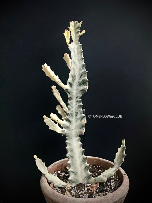 Euphorbia lactea alba, white- grey ghost, organically grown succulent plants for sale at TOMs FLOWer CLUB.