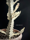 Euphorbia lactea alba, white- grey ghost, organically grown succulent plants for sale at TOMs FLOWer CLUB.