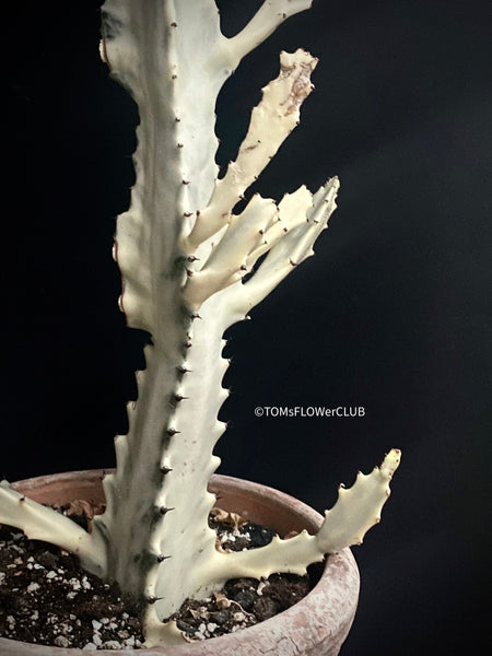 Euphorbia lactea alba, white- grey ghost, organically grown succulent plants for sale at TOMs FLOWer CLUB.