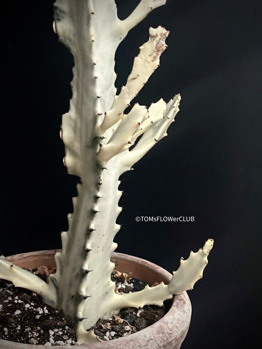 Euphorbia lactea alba, white- grey ghost, organically grown succulent plants for sale at TOMs FLOWer CLUB.