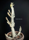 Euphorbia lactea alba, white- grey ghost, organically grown succulent plants for sale at TOMs FLOWer CLUB.