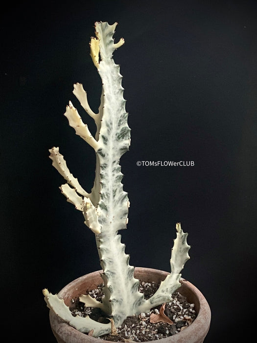 Euphorbia lactea alba, white- grey ghost, organically grown succulent plants for sale at TOMs FLOWer CLUB.