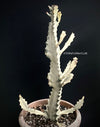 Euphorbia lactea alba, white- grey ghost, organically grown succulent plants for sale at TOMs FLOWer CLUB.