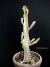 Euphorbia lactea alba, white- grey ghost, organically grown succulent plants for sale at TOMs FLOWer CLUB.