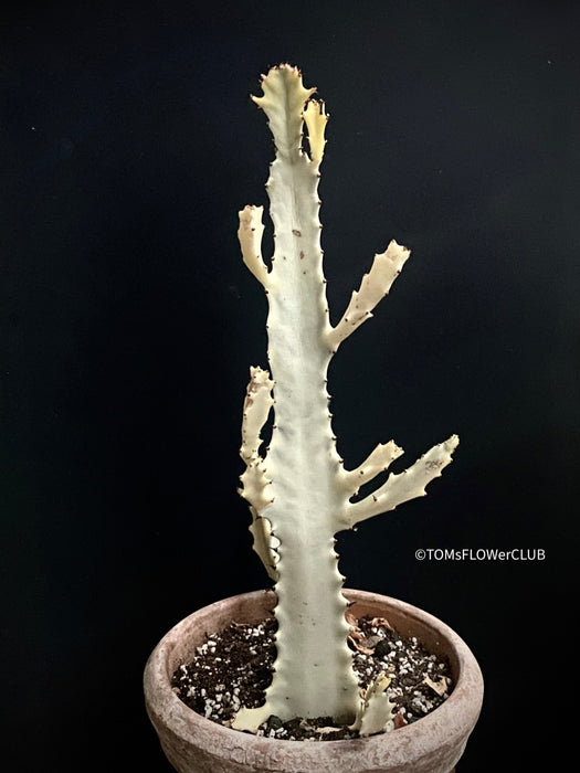 Euphorbia lactea alba, white- grey ghost, organically grown succulent plants for sale at TOMs FLOWer CLUB.