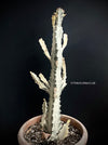 Euphorbia lactea alba, white- grey ghost, organically grown succulent plants for sale at TOMs FLOWer CLUB.