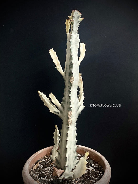 Euphorbia lactea alba, white- grey ghost, organically grown succulent plants for sale at TOMs FLOWer CLUB.