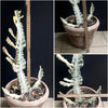 Euphorbia lactea alba, white- grey ghost, organically grown succulent plants for sale at TOMs FLOWer CLUB.