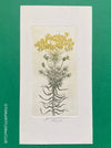 Olga Vychodilová, Czech artist, Euphorbia lathyris, etching on paper, edition 46/100 for sale at TOMs FLOWer CLUB.