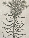 Olga Vychodilová, Czech artist, Euphorbia lathyris, etching on paper, edition 46/100 for sale at TOMs FLOWer CLUB.