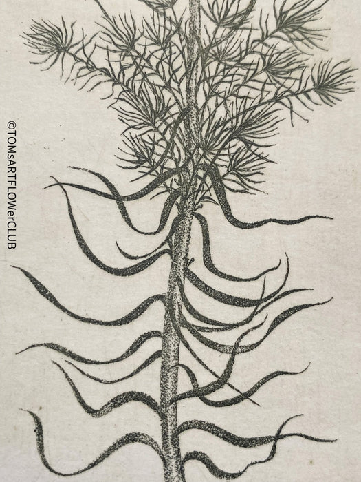 Olga Vychodilová, Czech artist, Euphorbia lathyris, etching on paper, edition 46/100 for sale at TOMs FLOWer CLUB.